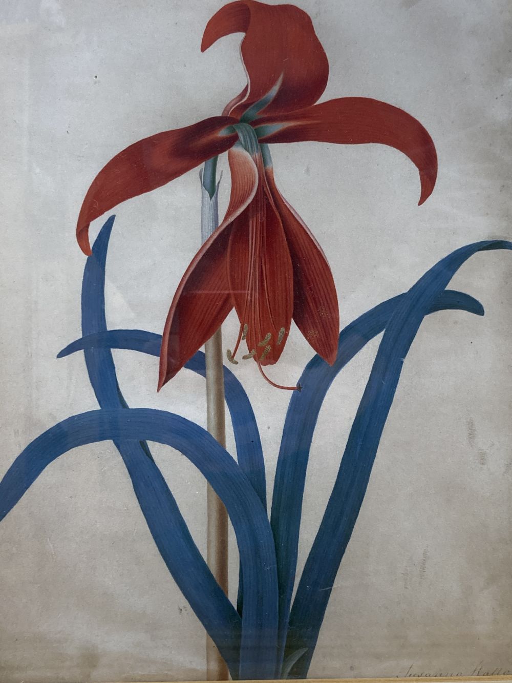 Susanna Hallon, watercolour on vellum, Amaryllis Hippeastrum - Barbados Lily, signed, 28 x 22cm